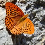 Argynnis Paphia